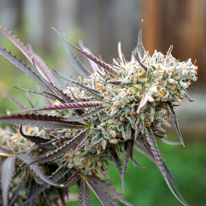 Ice Cream Cake Fast Flowering