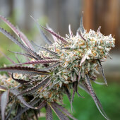 Ice Cream Cake Fast Flowering