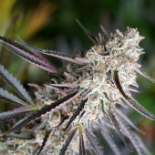 Peanut Butter Breath Fast Flowering