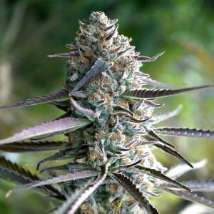 Runtz Fast Flowering