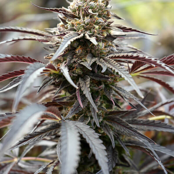 White Runtz Fast Flowering