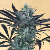 Blueberry Headband