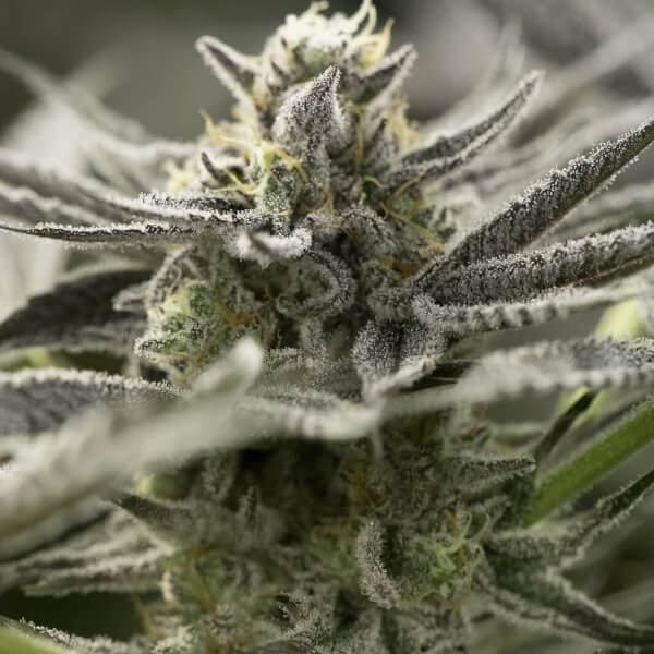 OGKZ Auto