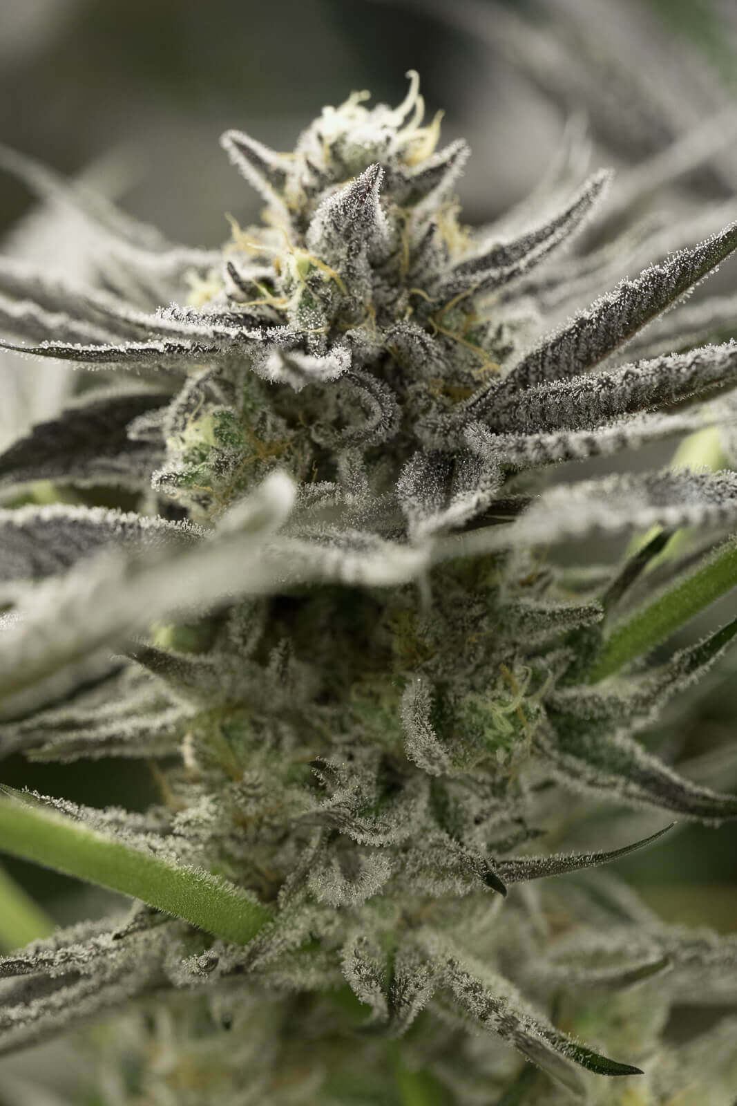 OGKZ Auto