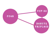 Donutz Triploid