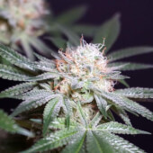 Rocky Melon