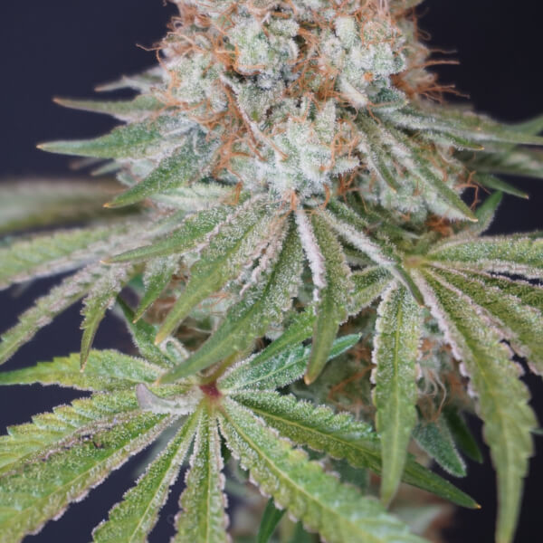 Rocky Melon