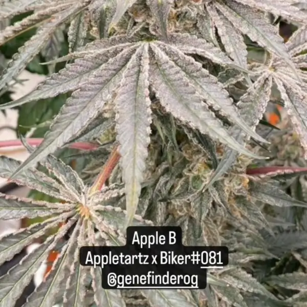 Apple B