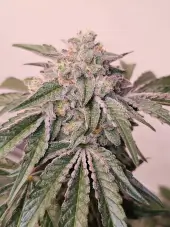 Pink Pie