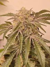 Pink Pie