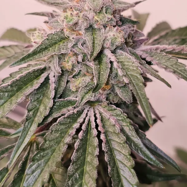 Pink Pie