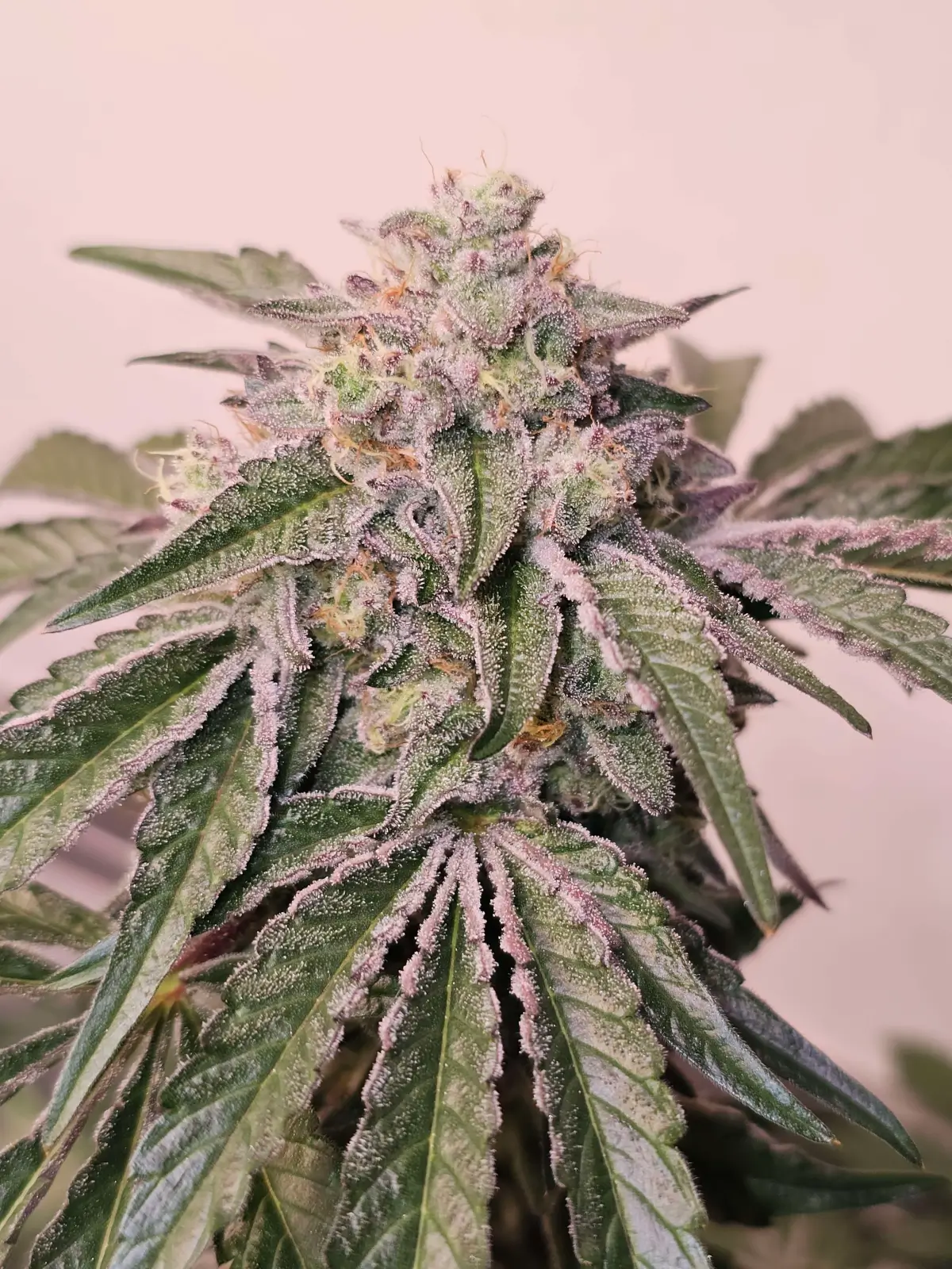 Pink Pie