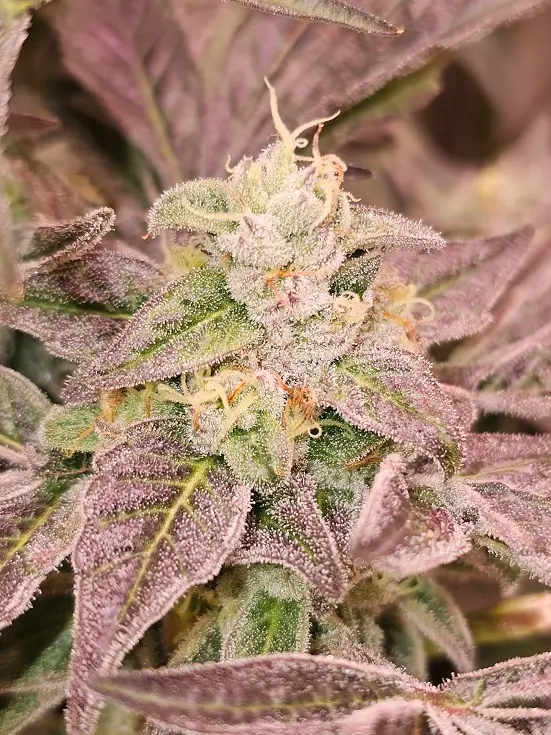 Guava Runtz
