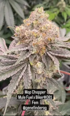 Mop Chopper