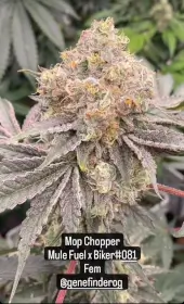 Mop Chopper
