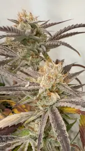 Pink Crumble