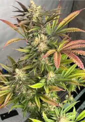 Pink Crumble