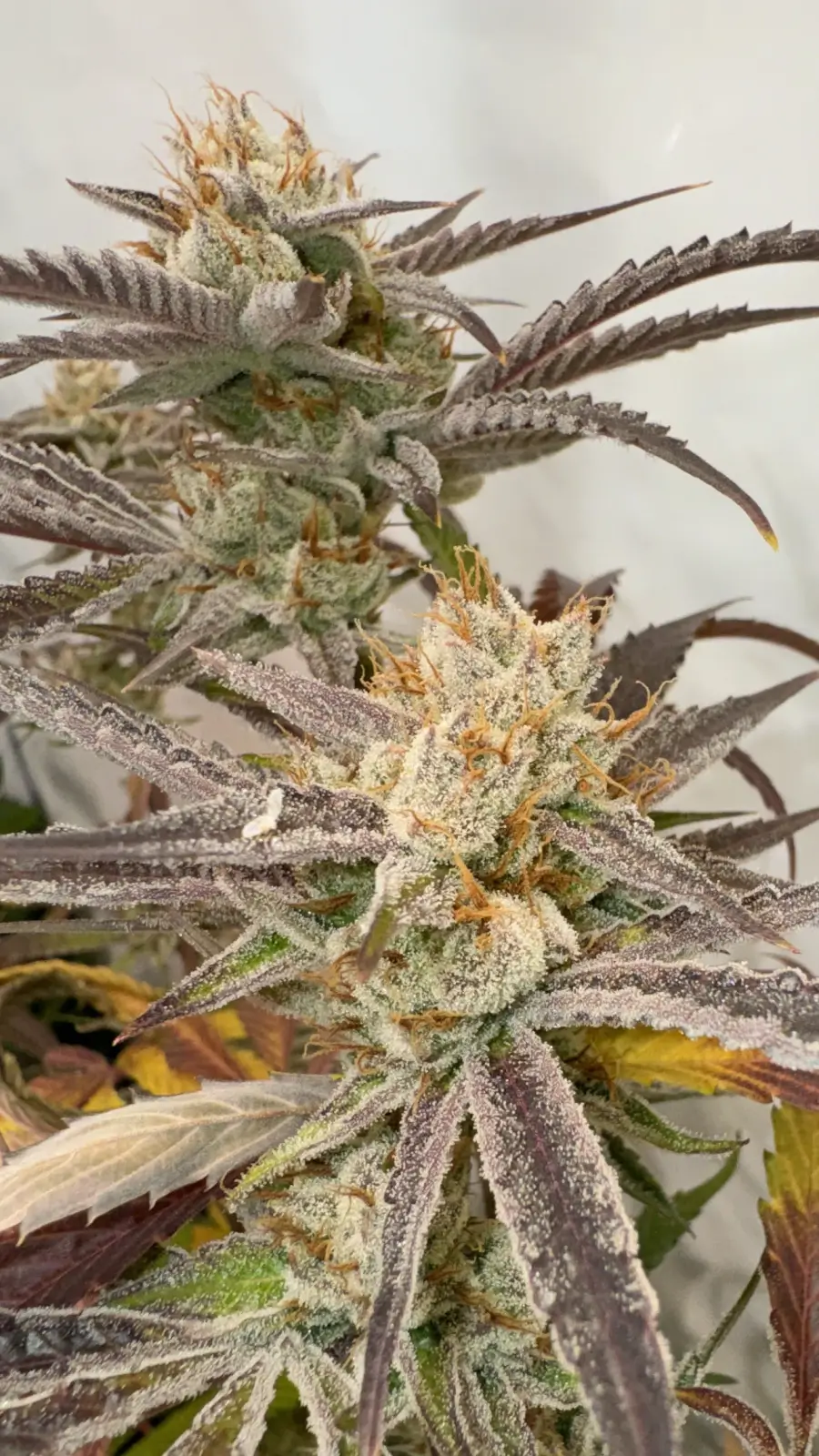 Pink Crumble