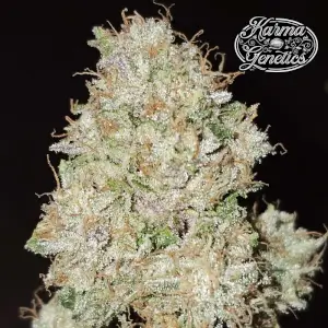 Pink Fritter
