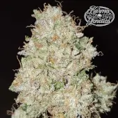 Pink Fritter