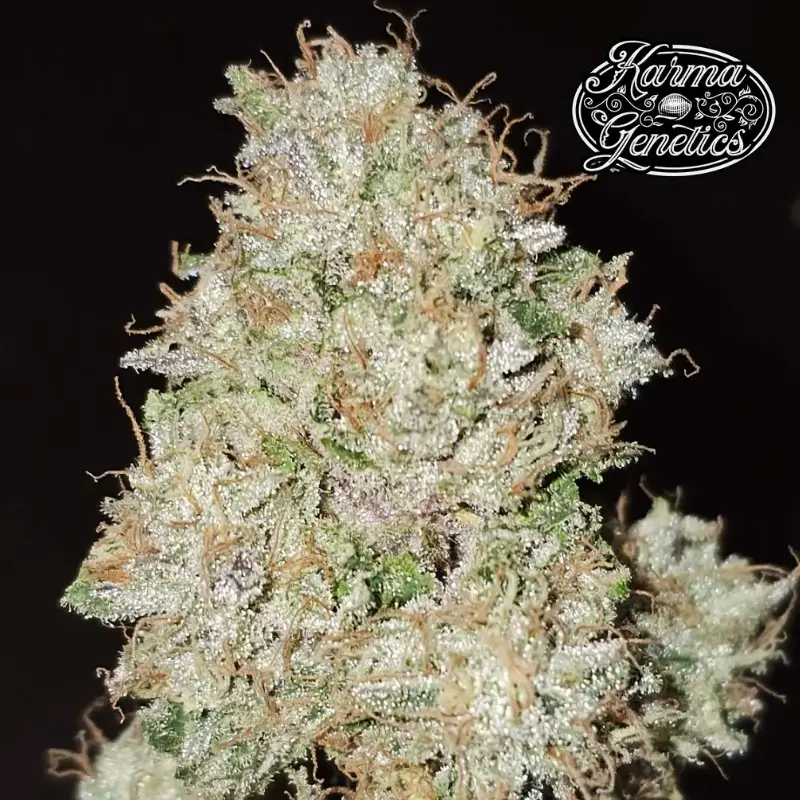 Pink Fritter