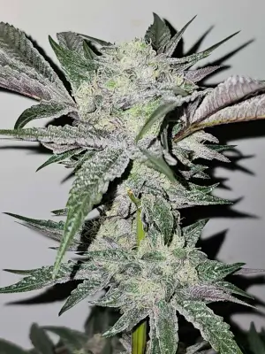 Pink Sherb