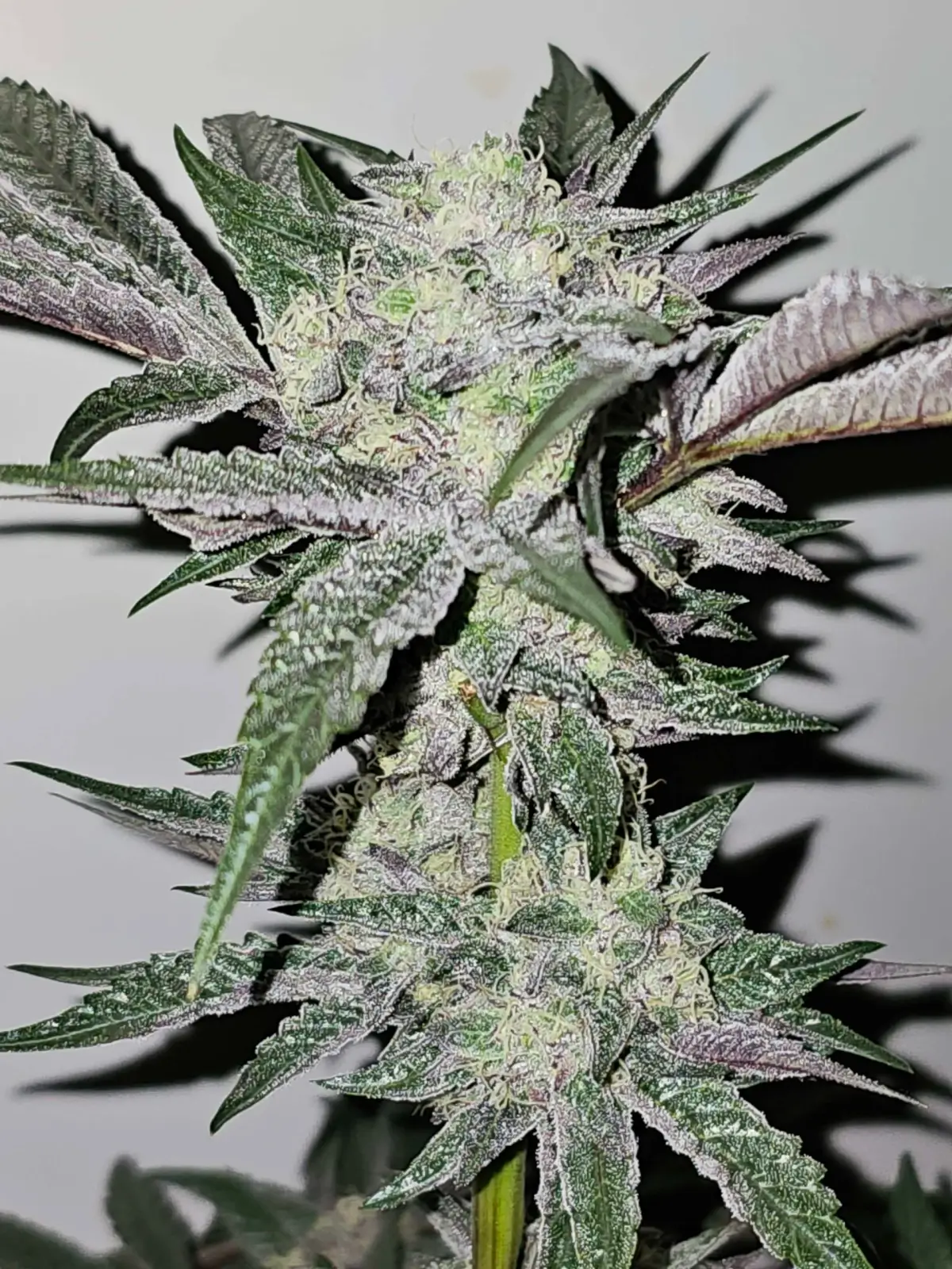 Pink Sherb