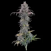 Cinderella Purple 