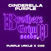 Cinderella Purple 