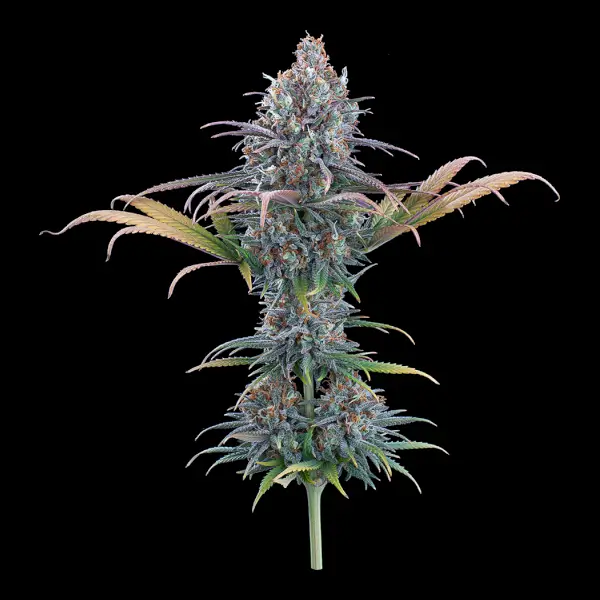 Cinderella Purple 
