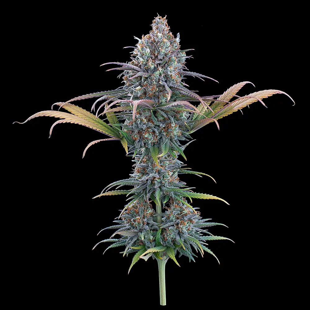 Cinderella Purple