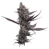 Cinderella Pineapple