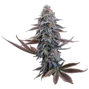 G13 Genius