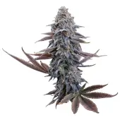 G13 Genius