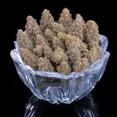 G13 Genius