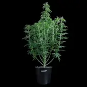 G13 Genius