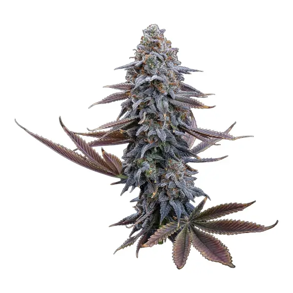 G13 Genius