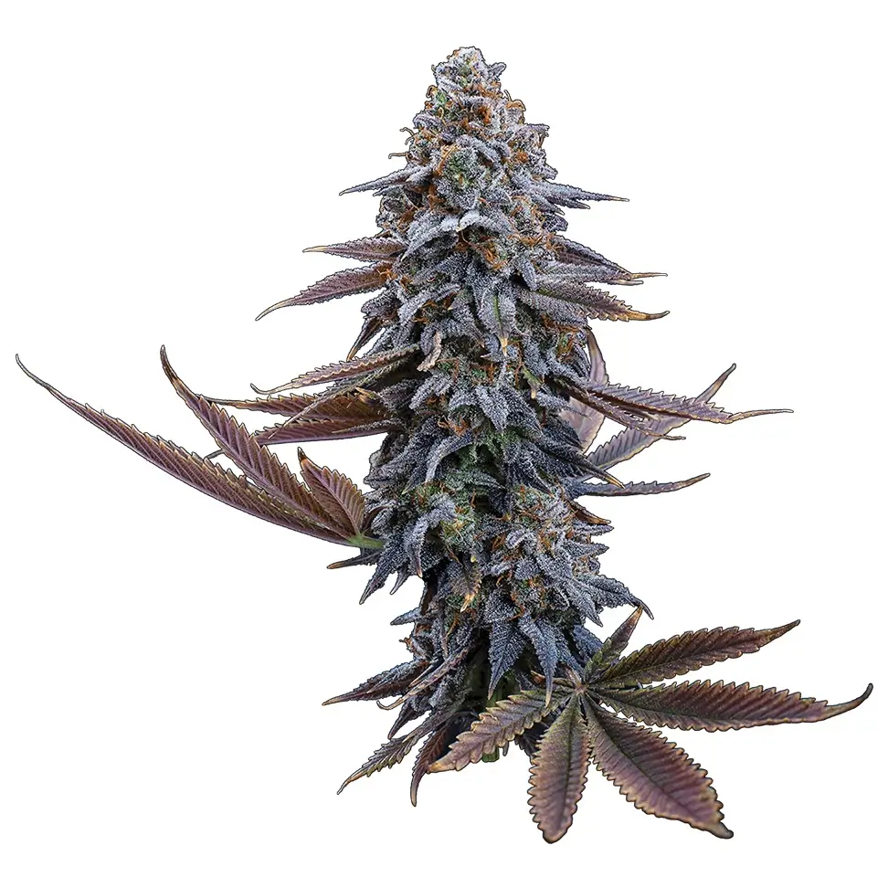 G13 Genius