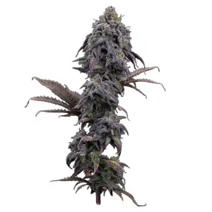 Princess Haze