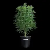 Princess Haze