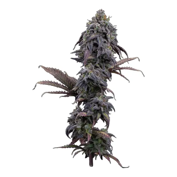 Princess Haze