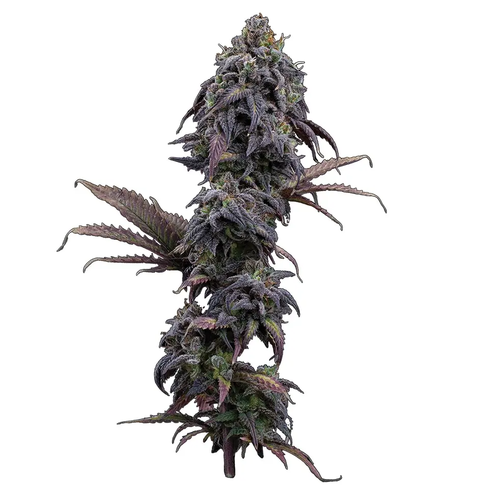 Princess Haze