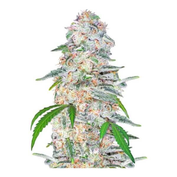 Blue Dream Auto