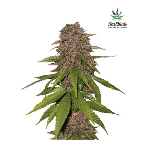 C4 Auto