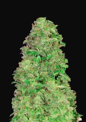 CBD Auto 20:1
