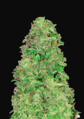 CBD Auto 20:1