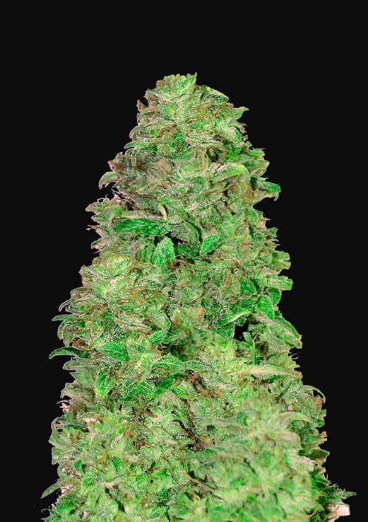 CBD 20:1 Auto