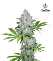 Californian Snow Auto