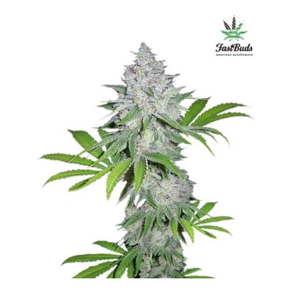 Californian Snow Auto