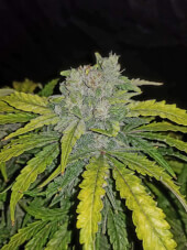 CBD Auto 1:1